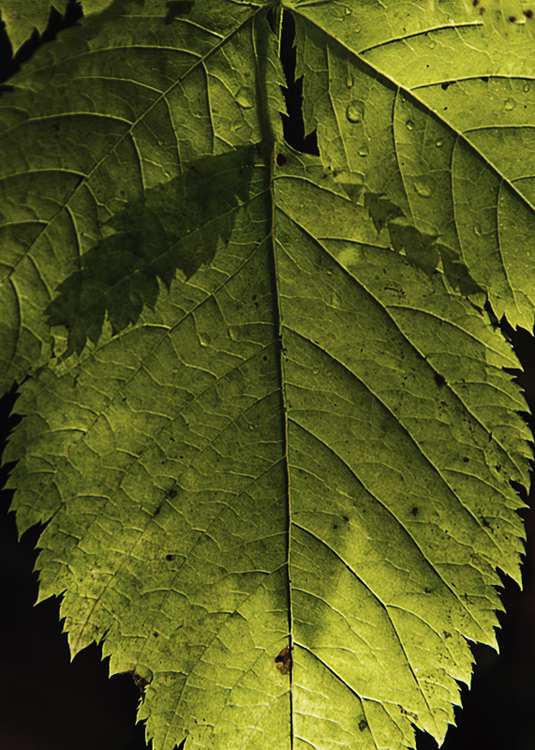 Shades of green