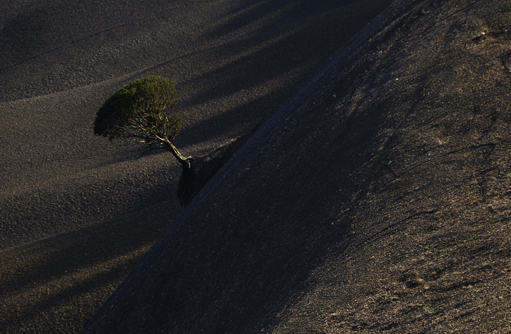 Albero Nazionale MCXXVI