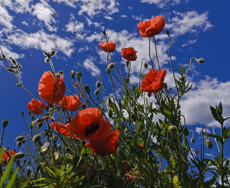 In Flanders Fields