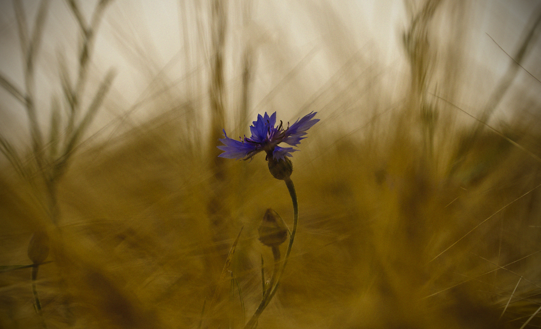 Blu