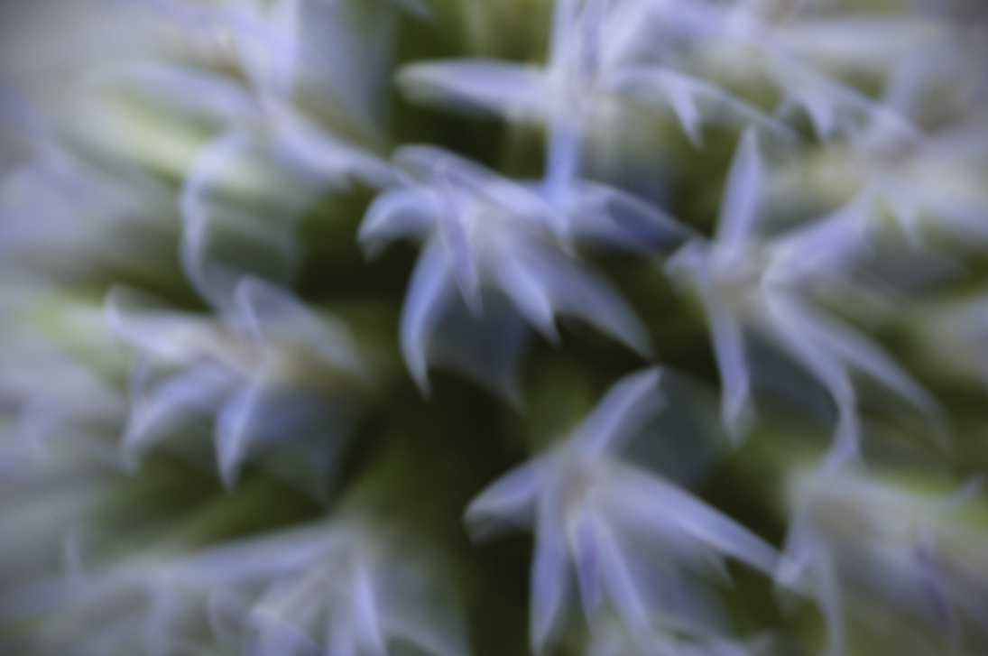 Garden ghosts