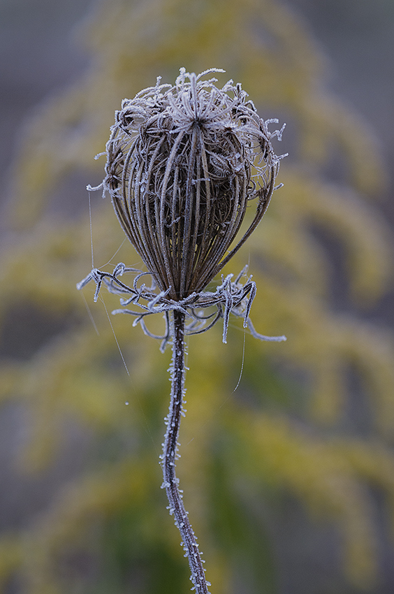 Frozen heart
