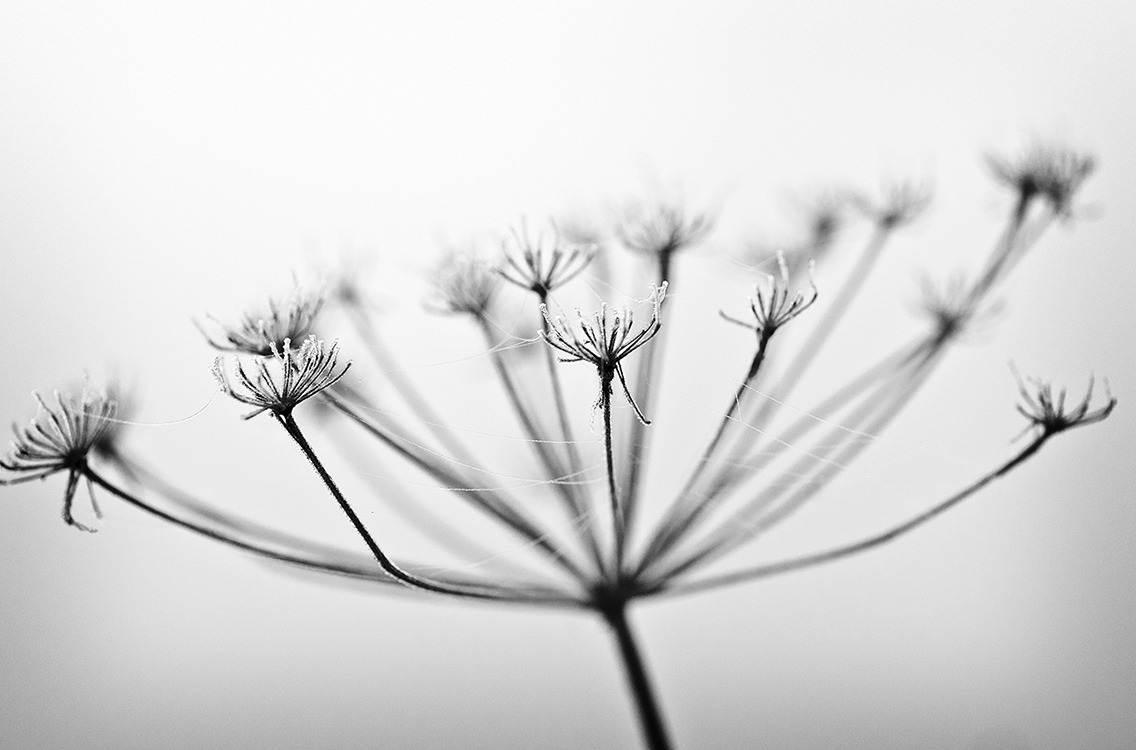 Strings of life