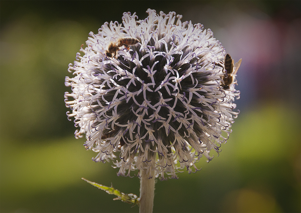 Busy bees