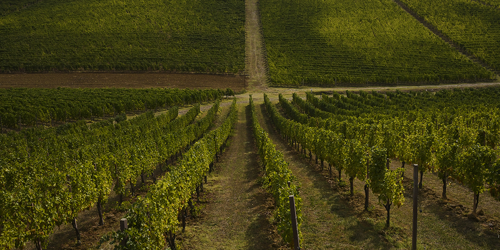 Geometry of Wine