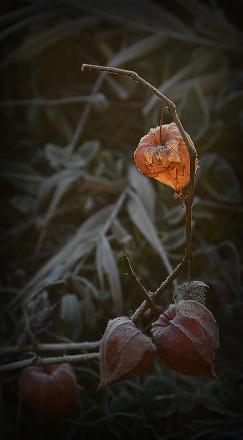 Frozen sunrise