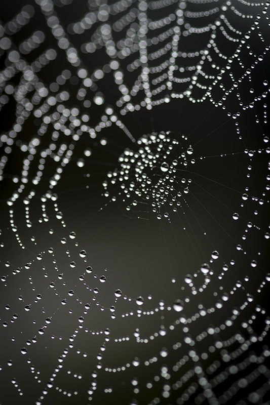 Spiders' Universe