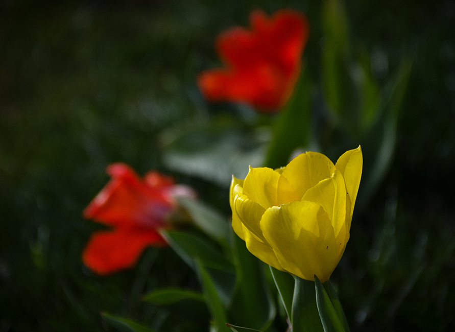 Yelow one, two red