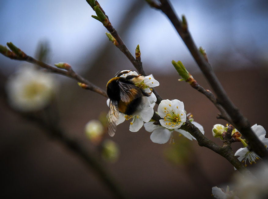 First Spring Visitor