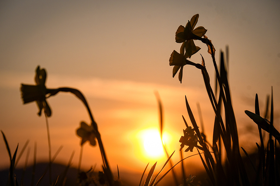 Sunset at ground level
