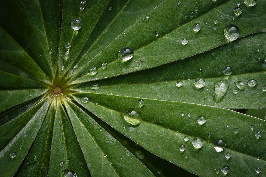 Drops